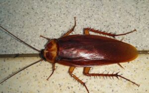 Cafards et blattes Marrakech
