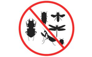 Désinsectisation Marrakech