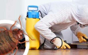 Punaise de lit Marrakech