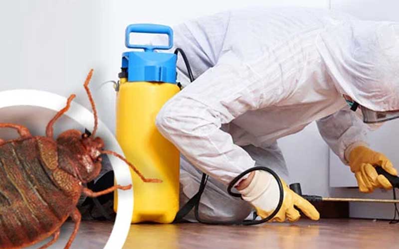 Punaise de lit Marrakech