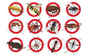 Société désinsectisation Marrakech