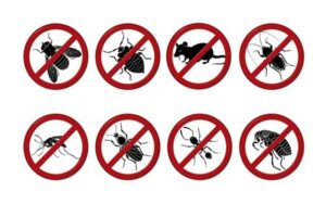 Traitement Anti-Nuisibles Marrakech