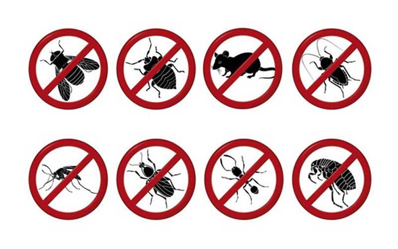 Traitement Anti-Nuisibles Marrakech