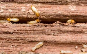 Termites et insectes xylophages à Marrakech : Protégez votre charpente avant qu’il ne soit trop tard
