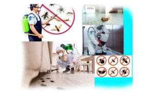 Désinsectisation à Marrakech : Quel est le prix moyen d&rsquo;une intervention et qu&rsquo;est-ce qui le justifie ?