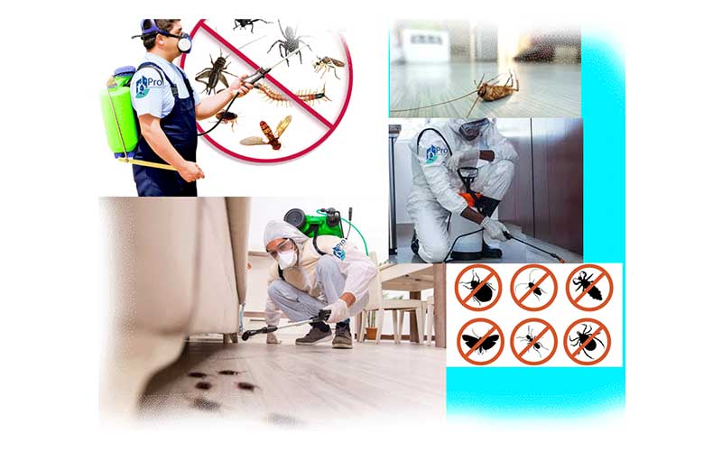 Désinsectisation à Marrakech : Quel est le prix moyen d'une intervention et qu'est-ce qui le justifie ?