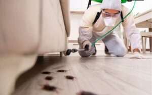 Pourquoi choisir une société de désinsectisation certifiée à Marrakech ?