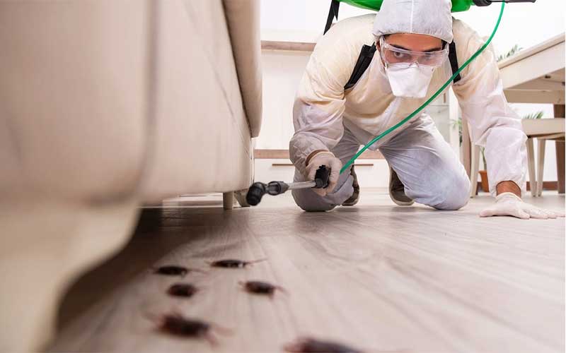 Pourquoi choisir une société de désinsectisation certifiée à Marrakech ?