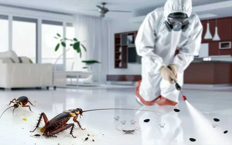 Prix de désinsectisation à Marrakech