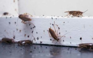 How to Get Rid of Cockroaches in Marrakech?