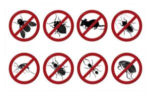 Traitement nuisibles Riad à Marrakech