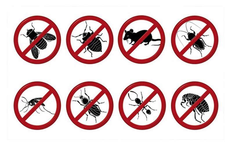 Traitement nuisibles Riad à Marrakech