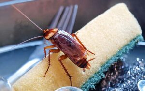 How to kill roaches in Marrakech?