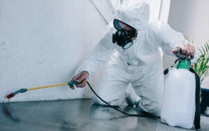 Pest control in Marrakech