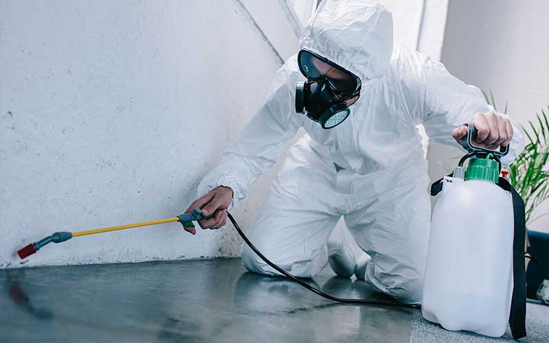 Pest control in Marrakech