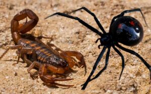 Scorpion and Spider Control in Marrakech