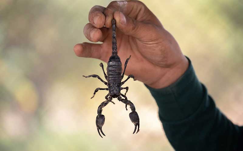 Scorpion pest control in Marrakech